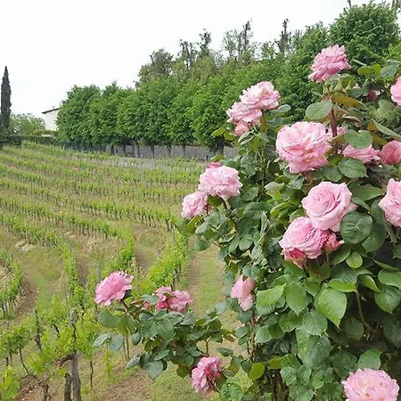 Il Vigneto Aparthotel Lari