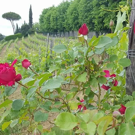 Il Vigneto *