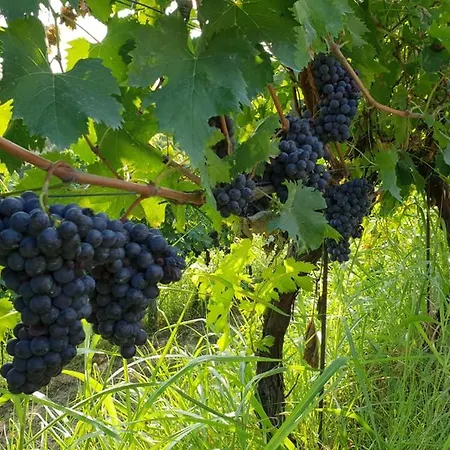 Il Vigneto Lari
