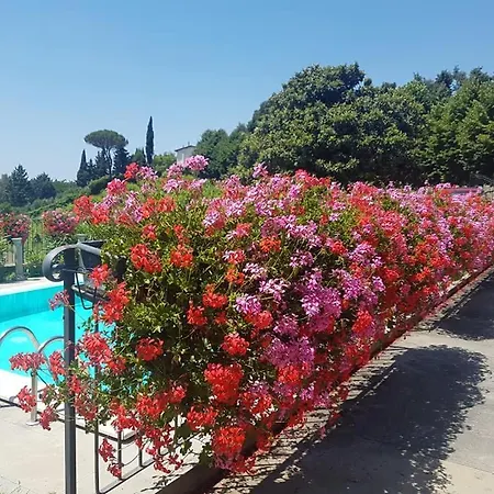 Il Vigneto *
